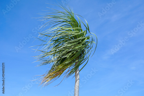 Ponytail Palm leaves swaying in the wind against a bright daytime blue sky background.