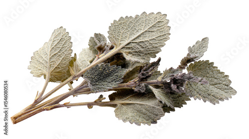 Dried herb leaves isolated on transparent background