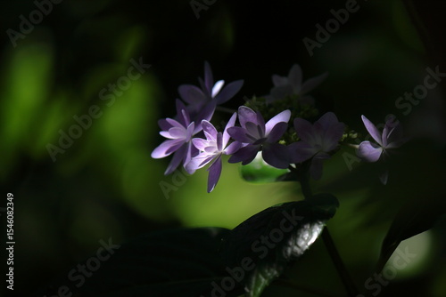 木漏れ日に咲く紫陽花