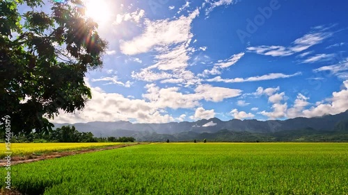 Car side window view of rice fields terrace farming plantation at sunrise in East Longitudinal Valley,Taiwan