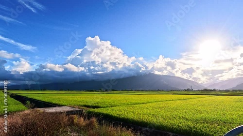Car side window view of rice fields terrace farming plantation at sunrise in East Longitudinal Valley,Taiwan