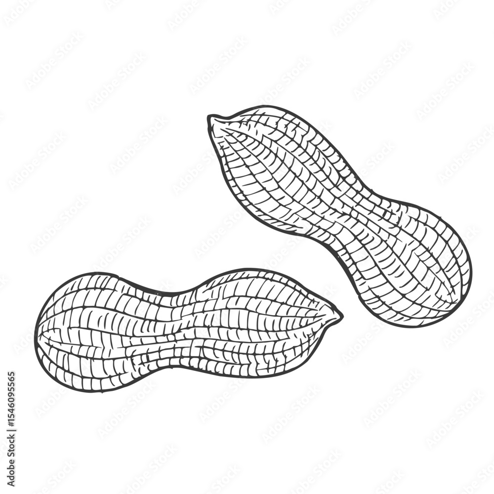 Hand drawn Peanut Sketch Illustration Hand drawn Peanut Sketch Illustration