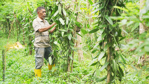 Smallholder man farmer pollinating by hand vanilla flowers on a plantation or farm, tree, plant, farming