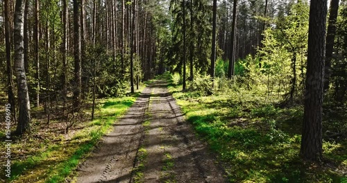 Green forest and country road in spring at sunlight, Poland.