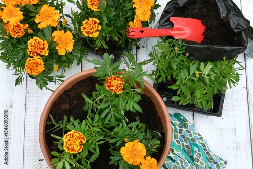 flowers in a pot