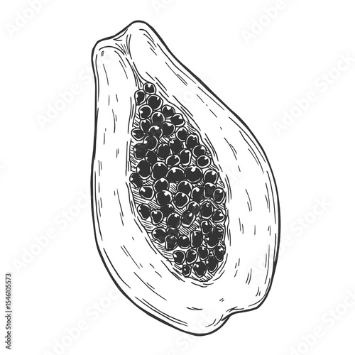 Hand drawn Papaya Sketch Illustration. Ink papaya fruit hand drawn in vector