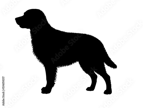 Curly coated retriever in silhollouette vector image.