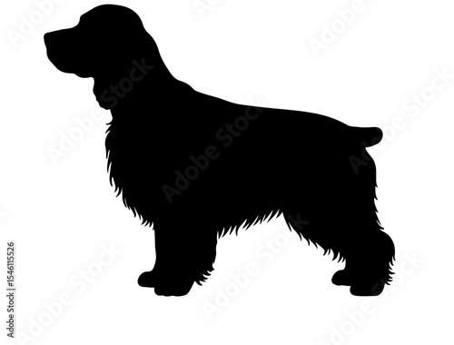 English setter in silhollouette vector image white baclground.
