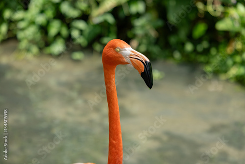 Vibrant orange bird with long neck and distinctive black beak stands gracefully against lush green background. Its striking color and elegant posture evoke sense of beauty and tranquility