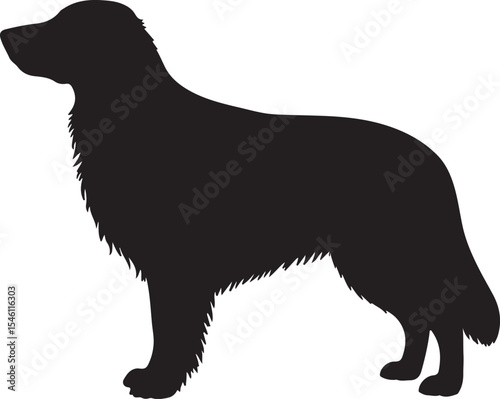 FLAT COATED DOG.