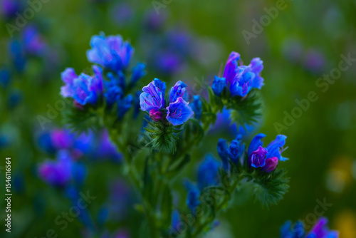 blue viper´s bgulos , Echim vulgare