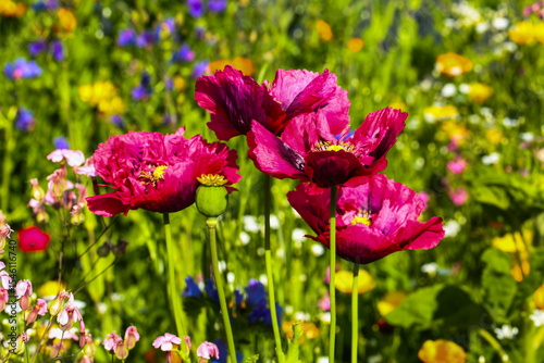 vibrant pink poppies in bloom, nature background