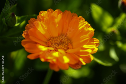 Calendula officinalis, bright orang marigold in full bloom, close-up in a natural garden setting
