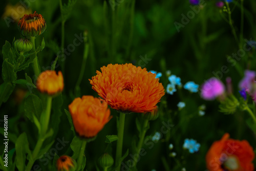 Calendula officinalis, bright orang marigold in full bloom, close-up in a natural garden setting