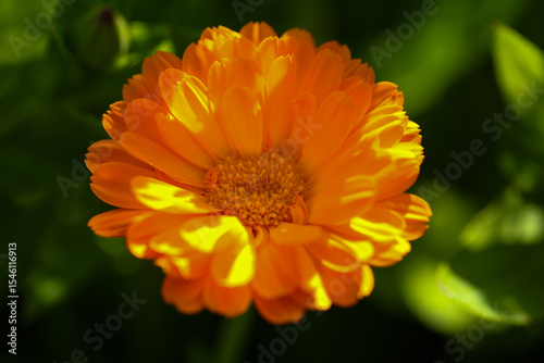 Calendula officinalis, bright orang marigold in full bloom, close-up in a natural garden setting