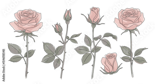 The Delicate Beauty of Roses: A Timeless Symbol of Love and Elegance