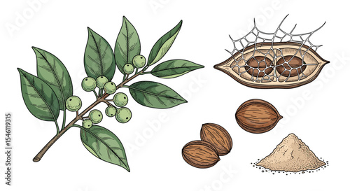 Exploring the Wonders of Soapnut: A Natural Cleanser with Diverse Applications for Clean Living