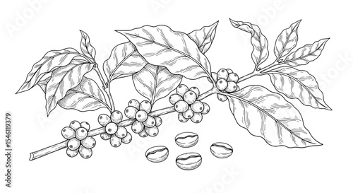 The Intricate Beauty of Coffee Plant A Close Look At Nature's Bounty