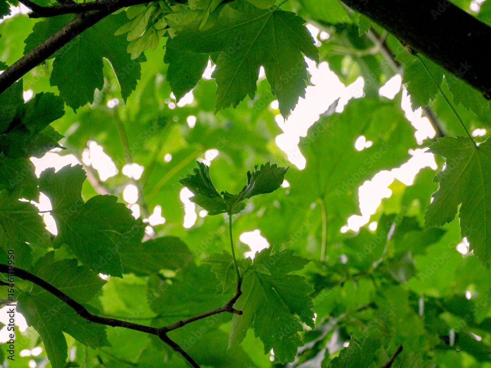 Lush Green Maple Leaves in Summer Canopy Lush Green Maple Leaves in Summer Canopy