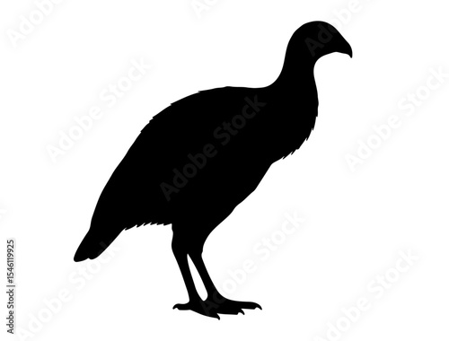 Nightjar in silhollouette vector image on white background.