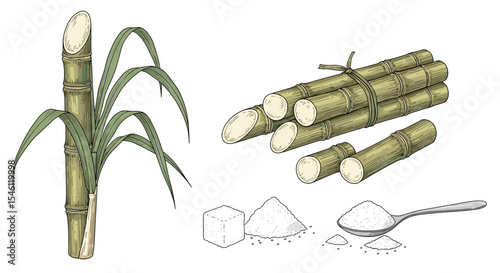 The Remarkable Journey of Sugarcane A Comprehensive Overview of Cultivation Processing and Applications