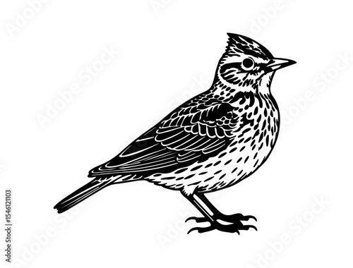 Vector image of Roadrunner in silhollouette image white baclground.