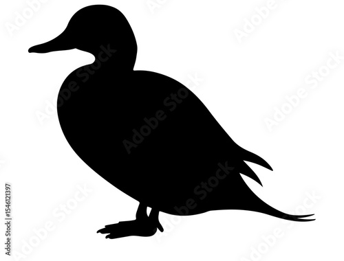 Vector image of Northern pintail  in silhollouette vector image.