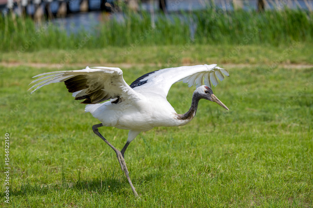 Fototapeta premium The red-crowned cranes flying in the Momoge National Nature Reserve, Jilin Province, China.