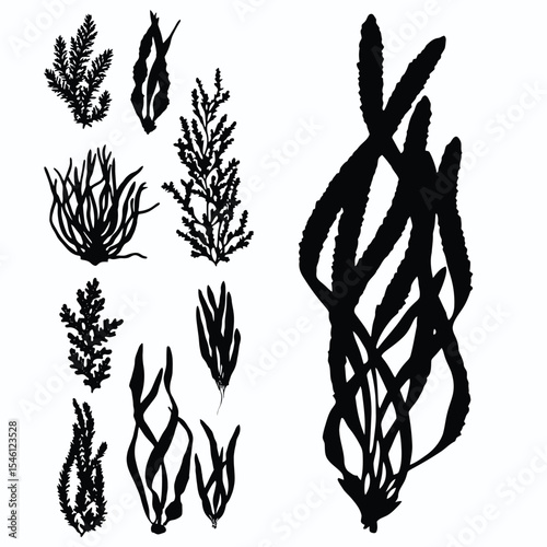 ears of wheat vector illustration