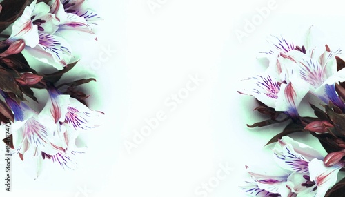 Bouquet of white alstroemeria on a white background. Delicate flowers. Pastel floral arrangement with a place for text.