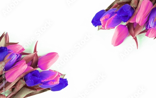 Pink and lilac tulips on a white background. A spring bouquet.