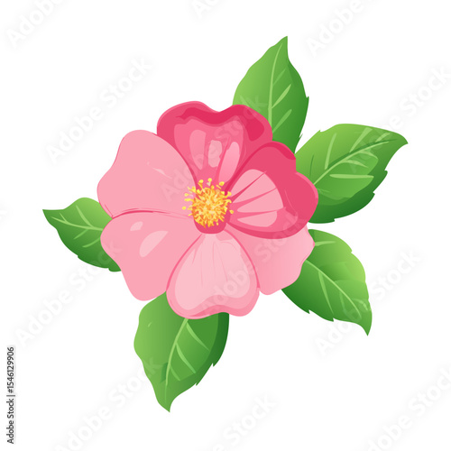pink rose isolated on white background