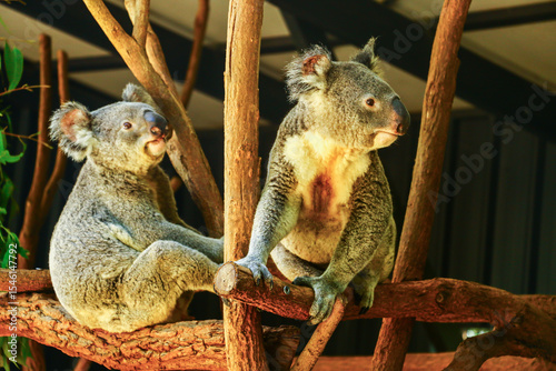 Photography koala in a tree