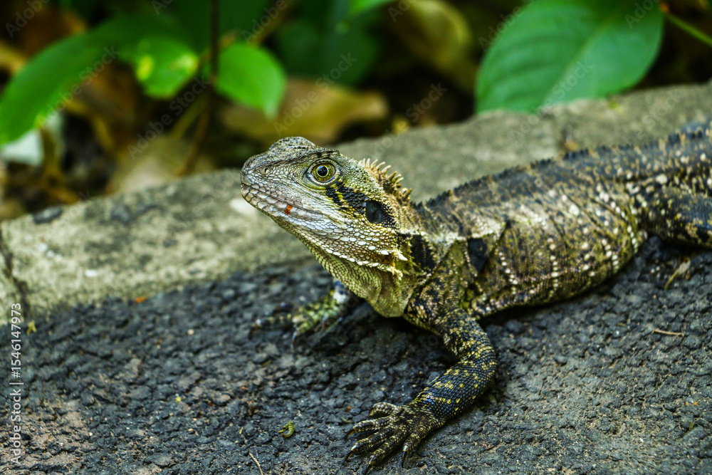 close up lizard - Lesueurii close up lizard - Lesueurii