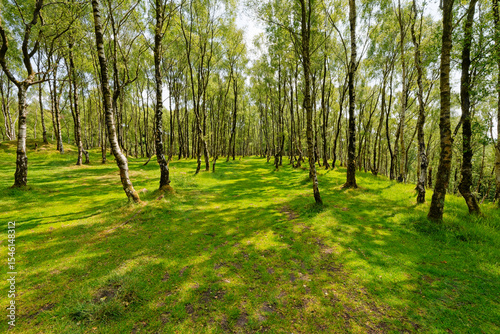 A wide avenue between the silver birch trees in Bole Hill quarry near Hope in Derbyshire.
