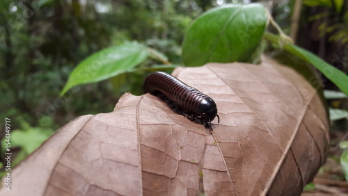 The goliath millipede (Neoarchispirostreptus americana), also known as the giant American millipde. American giant millipede, Common millipede, Archispirostreptus gigas, Giant African Millipede.