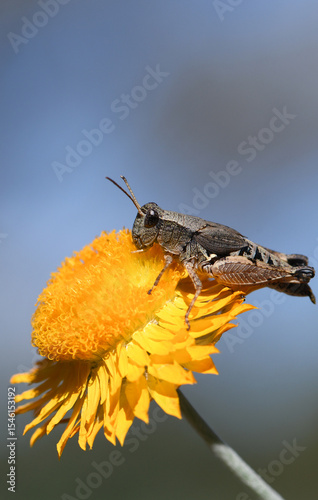 Close up of brown Wingless Grasshopper, Phaulacridium vittatum, family Acrididae on yellow Australian native Everlasting Daisy, family on blue sky background. East and southern Australian distribution