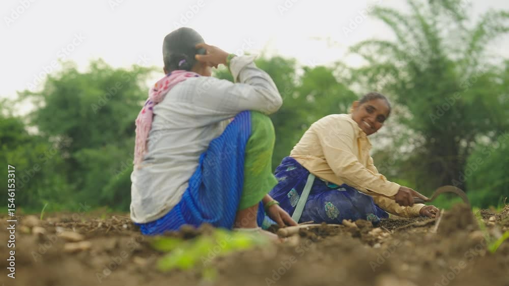 Two female farmers planting ginger seedlings in the open ground, planting a sapling in a dug hole and filling it with fertile black earth