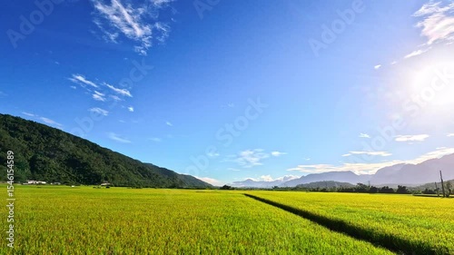 Car side window view of rice fields terrace farming plantation at sunrise in East Longitudinal Valley,Taiwan