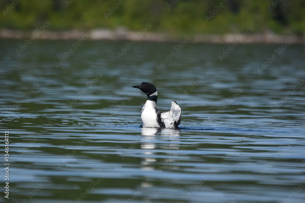 Fototapeta premium Parc Mauricie - 21 Juin 2025