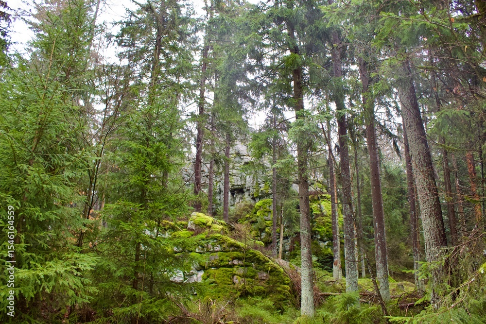 Fototapeta premium trees in the forest, steinwald, upper palatinate 