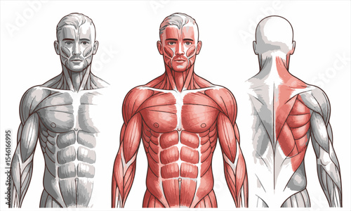 Male muscular anatomy illustration front back and side views