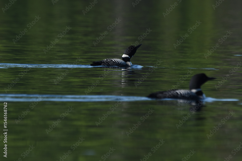 Fototapeta premium Parc Mauricie - 21 Juin 2025