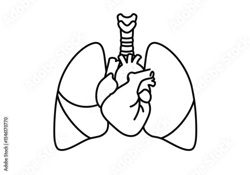 Heart and lung drawing. It is a detailed black and white line art sketch depicting the human heart and lungs, representing vital organs. Vector sketch line art draw.