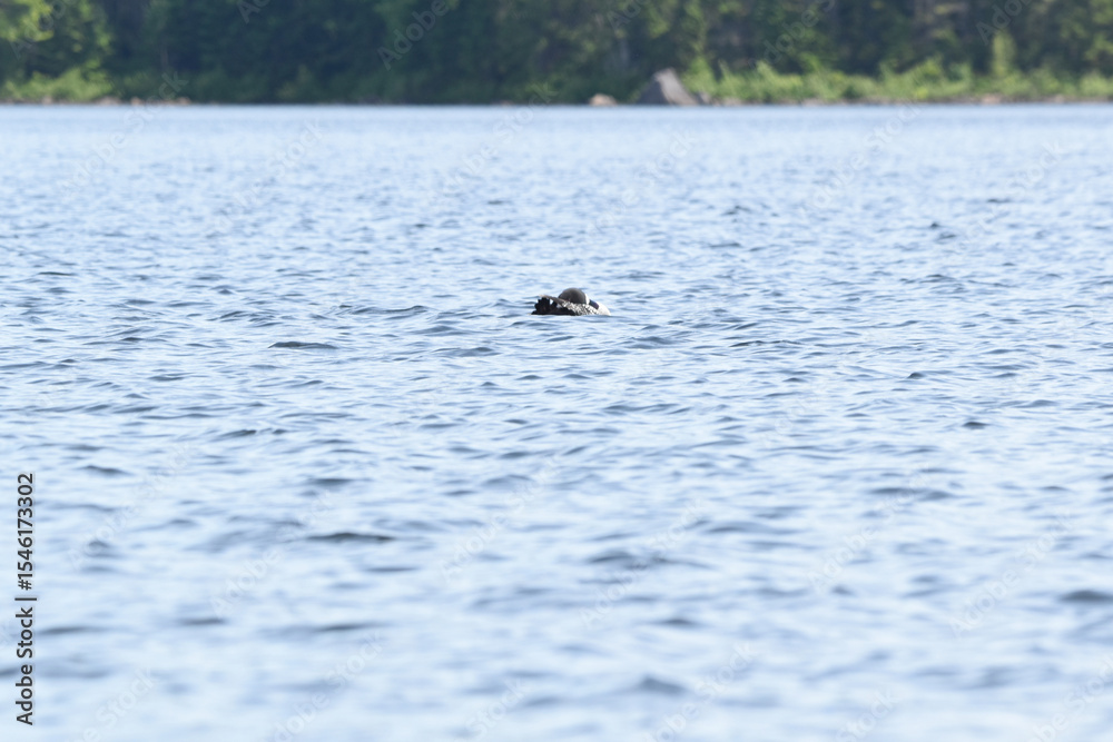 Obraz premium Parc Mauricie - 21 Juin 2025