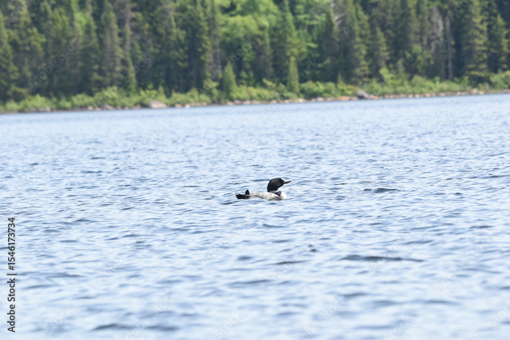 Fototapeta premium Parc Mauricie - 21 Juin 2025