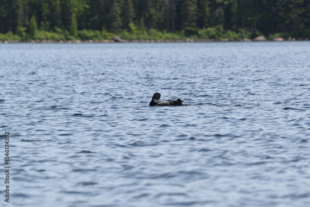 Fototapeta premium Parc Mauricie - 21 Juin 2025