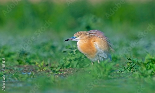 Squacco Heron (Ardeola ralloides) is seen in almost all wetlands in Turkey. photo