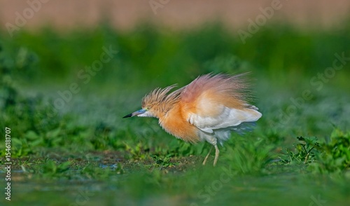 Squacco Heron (Ardeola ralloides) is seen in almost all wetlands in Turkey.
