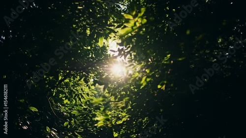 Sunlight through Green Leaves
